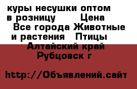 куры несушки.оптом 160 в розницу 200 › Цена ­ 200 - Все города Животные и растения » Птицы   . Алтайский край,Рубцовск г.